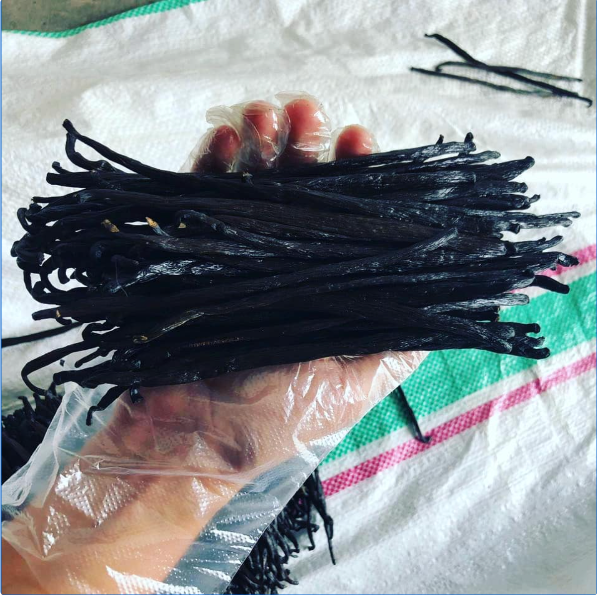 Świeże laski wanilii 1 kg