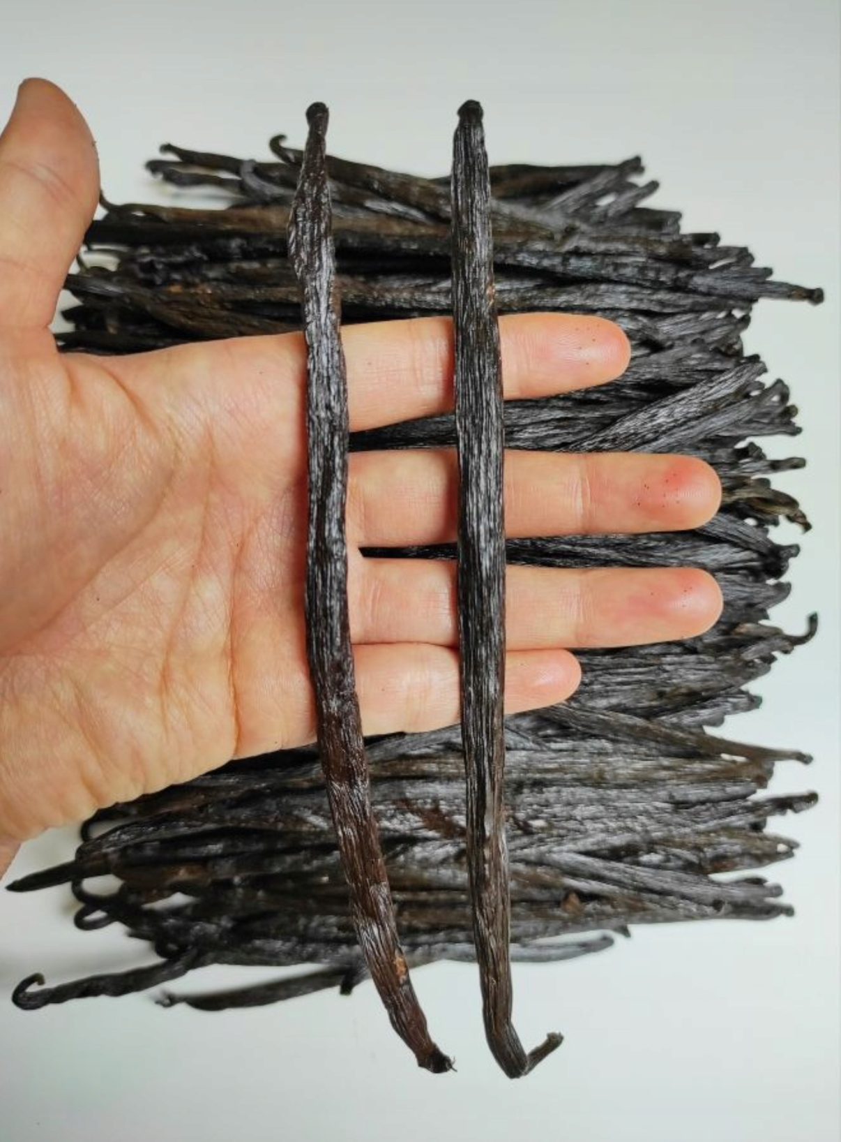 Świeże laski wanilii 1 kg