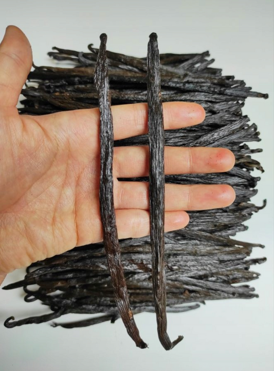 Świeże laski wanilii 1 kg